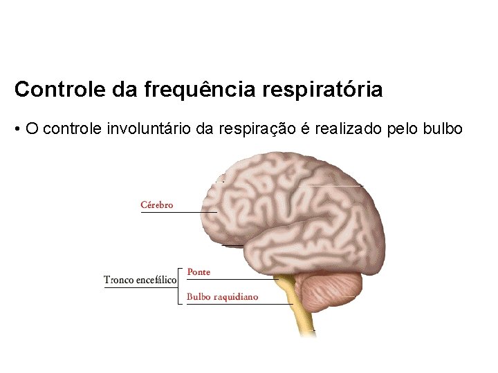 Controle da frequência respiratória • O controle involuntário da respiração é realizado pelo bulbo