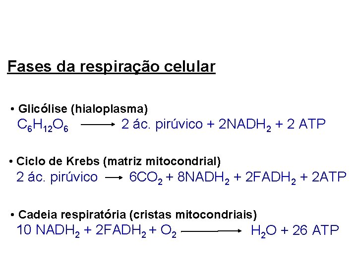 Fases da respiração celular • Glicólise (hialoplasma) C 6 H 12 O 6 2