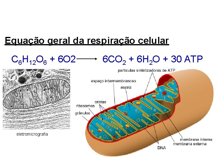 Equação geral da respiração celular C 6 H 12 O 6 + 6 O