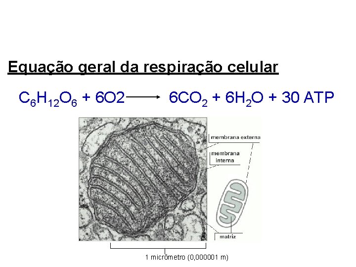 Equação geral da respiração celular C 6 H 12 O 6 + 6 O