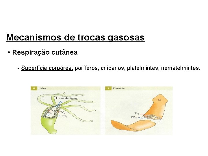 Mecanismos de trocas gasosas • Respiração cutânea - Superfície corpórea: poríferos, cnidarios, platelmintes, nematelmintes.