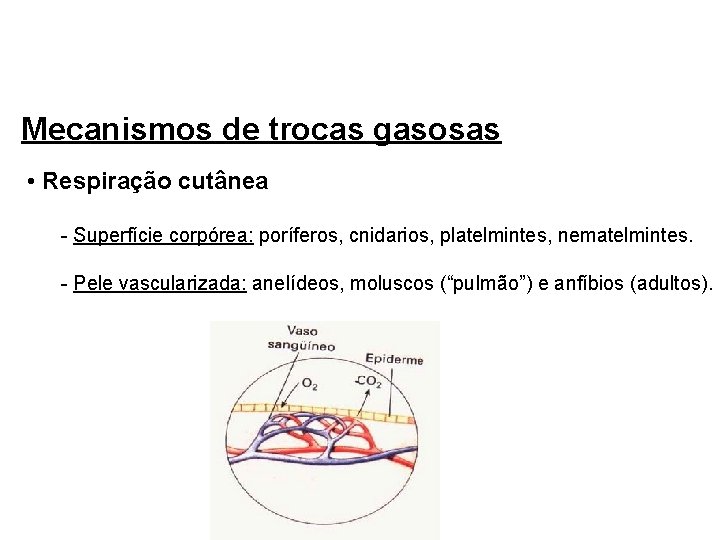 Mecanismos de trocas gasosas • Respiração cutânea - Superfície corpórea: poríferos, cnidarios, platelmintes, nematelmintes.