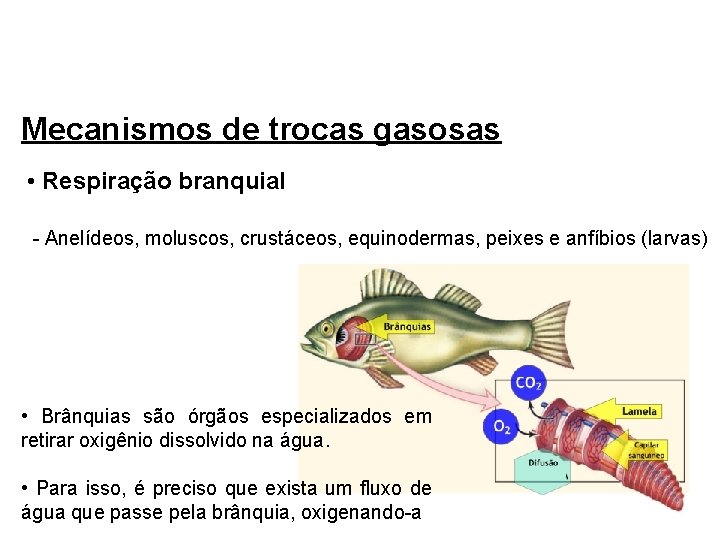 Mecanismos de trocas gasosas • Respiração branquial - Anelídeos, moluscos, crustáceos, equinodermas, peixes e