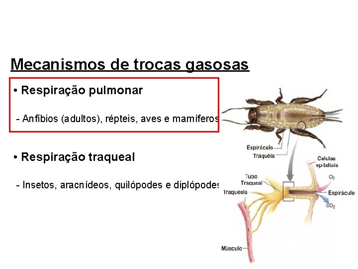 Mecanismos de trocas gasosas • Respiração pulmonar - Anfíbios (adultos), répteis, aves e mamíferos