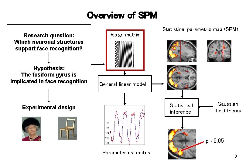 Overview of SPM Research question: Which neuronal structures support face recognition? Hypothesis: The fusiform