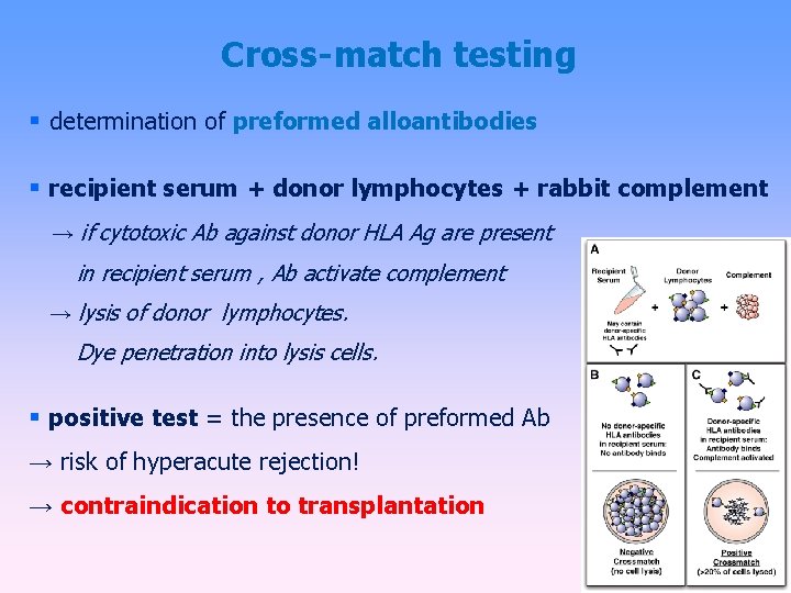 Cross-match testing determination of preformed alloantibodies recipient serum + donor lymphocytes + rabbit complement