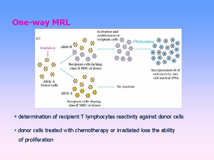 One-way MRL determination of recipient T lymphocytes reactivity against donor cells treated with chemotherapy