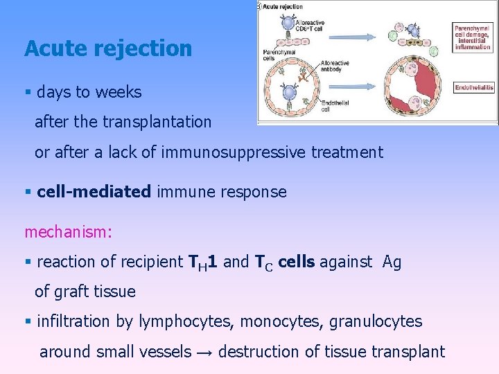 Acute rejection days to weeks after the transplantation or after a lack of immunosuppressive
