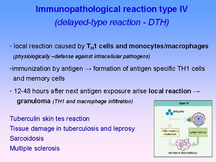 Immunopathological reaction type IV (delayed-type reaction - DTH) • local reaction caused by TH