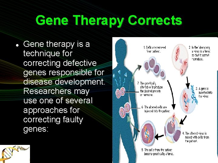 Gene Therapy Corrects Gene therapy is a technique for correcting defective genes responsible for