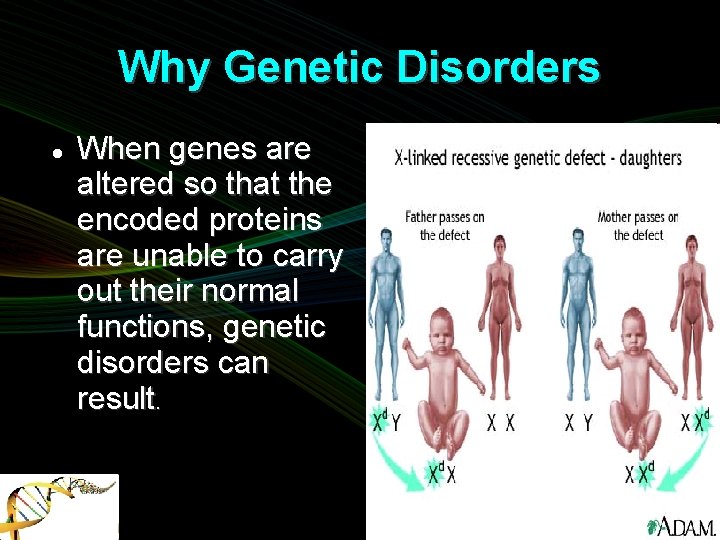 Why Genetic Disorders When genes are altered so that the encoded proteins are unable