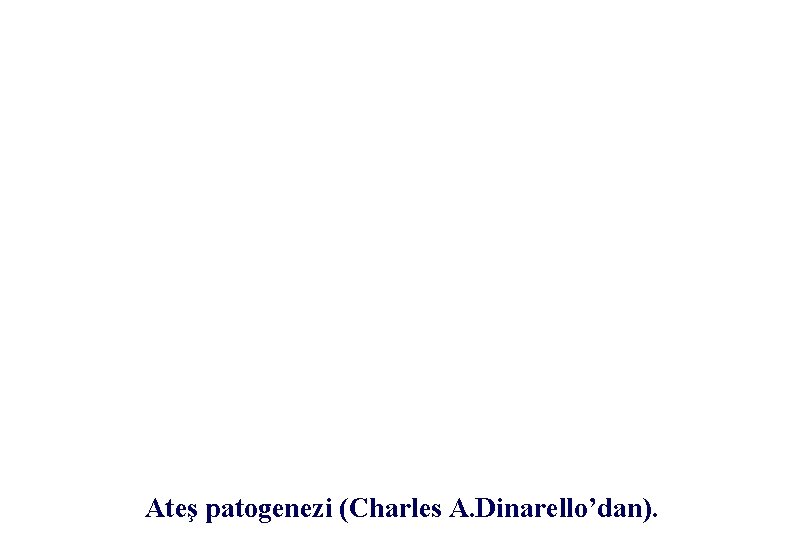 Ateş patogenezi (Charles A. Dinarello’dan). Ateş patogenezi (Charles A. Dinarello’dan).