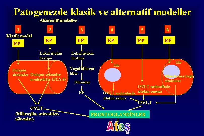 Patogenezde klasik ve alternatif modeller Alternatif modeller 1 Klasik model EP 2 3 4 Patogenezde klasik ve alternatif modeller Alternatif modeller 1 Klasik model EP 2 3 4