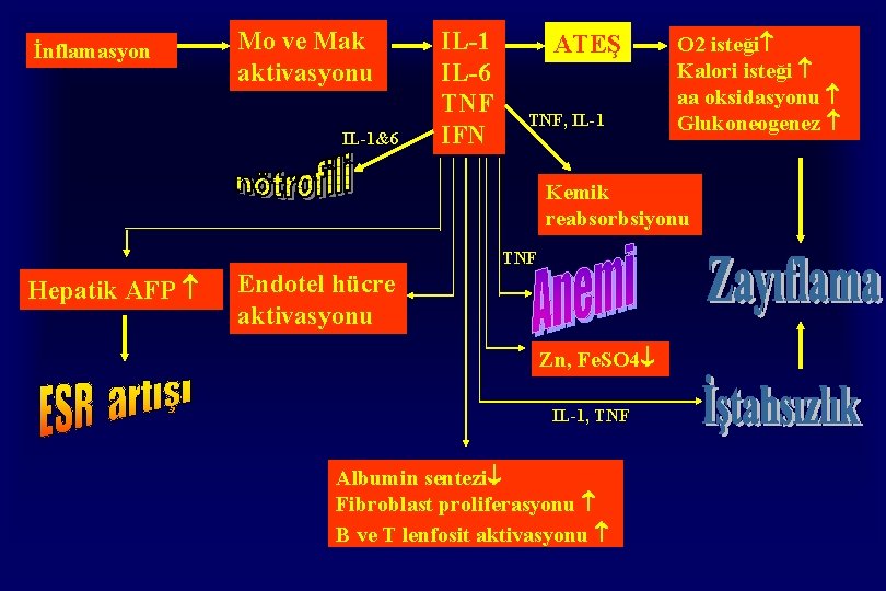 İnflamasyon Mo ve Mak aktivasyonu IL-1&6 IL-1 IL-6 TNF IFN ATEŞ TNF, IL-1 O