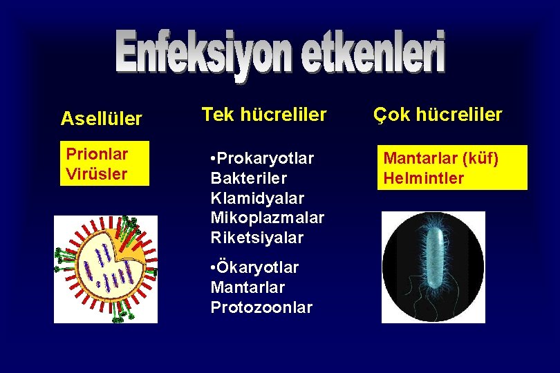 Asellüler Tek hücreliler Çok hücreliler Prionlar Virüsler • Prokaryotlar Bakteriler Klamidyalar Mikoplazmalar Riketsiyalar Mantarlar Asellüler Tek hücreliler Çok hücreliler Prionlar Virüsler • Prokaryotlar Bakteriler Klamidyalar Mikoplazmalar Riketsiyalar Mantarlar