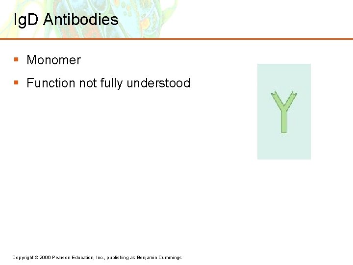 Ig. D Antibodies § Monomer § Function not fully understood Copyright © 2006 Pearson