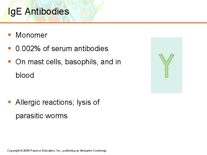 Ig. E Antibodies § Monomer § 0. 002% of serum antibodies § On mast