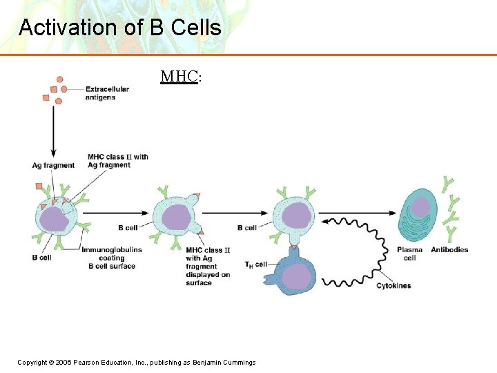 Activation of B Cells MHC: Copyright © 2006 Pearson Education, Inc. , publishing as