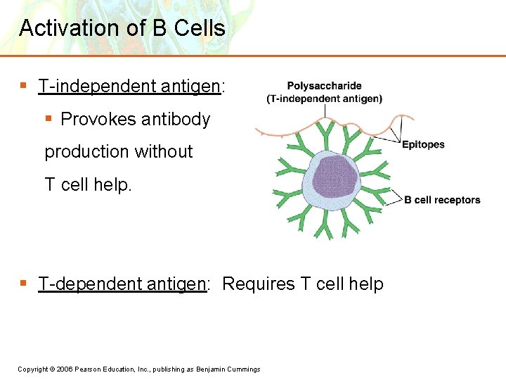 Activation of B Cells § T-independent antigen: § Provokes antibody production without T cell