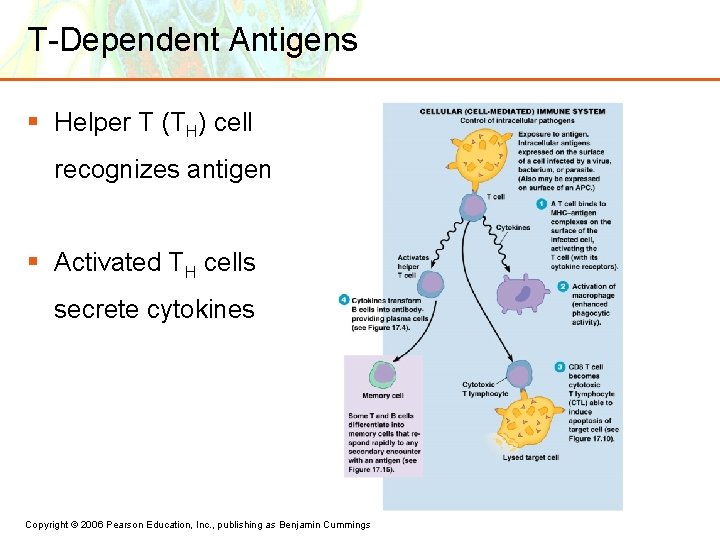 T-Dependent Antigens § Helper T (TH) cell recognizes antigen § Activated TH cells secrete