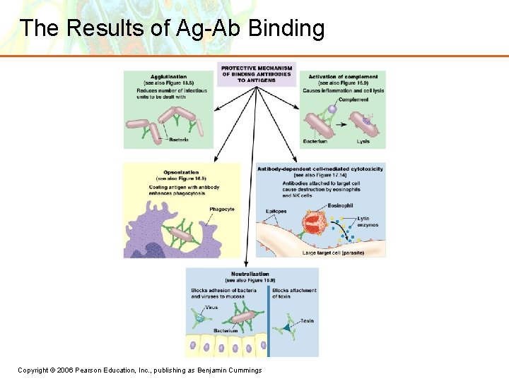 The Results of Ag-Ab Binding Copyright © 2006 Pearson Education, Inc. , publishing as