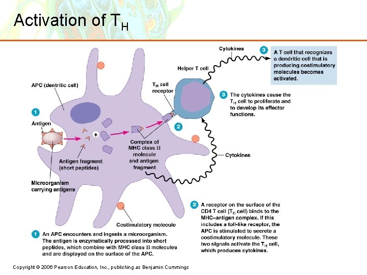 Activation of TH Copyright © 2006 Pearson Education, Inc. , publishing as Benjamin Cummings