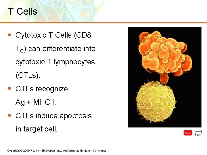 T Cells § Cytotoxic T Cells (CD 8, TC) can differentiate into cytotoxic T