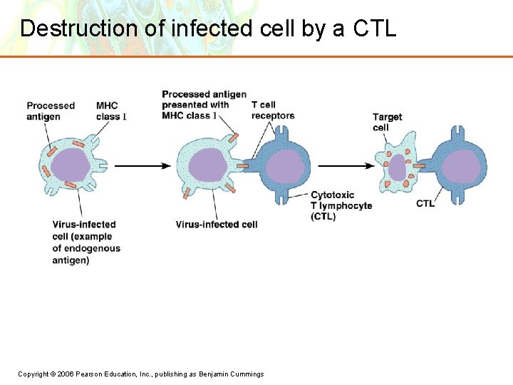 Destruction of infected cell by a CTL Copyright © 2006 Pearson Education, Inc. ,