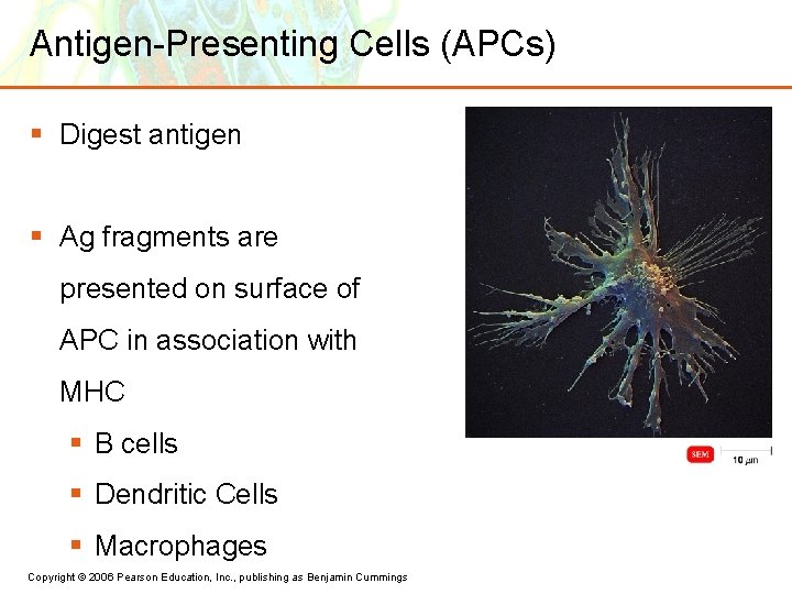 Antigen-Presenting Cells (APCs) § Digest antigen § Ag fragments are presented on surface of