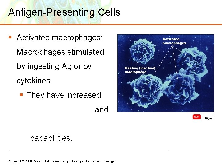 Antigen-Presenting Cells § Activated macrophages: Macrophages stimulated by ingesting Ag or by cytokines. §