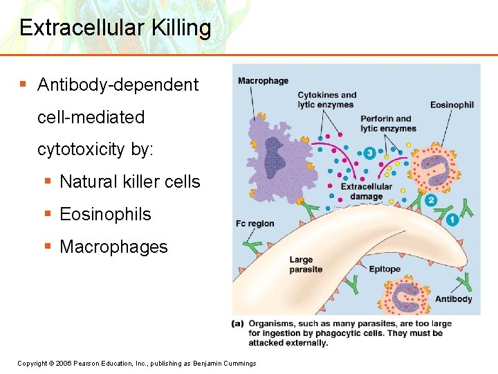 Extracellular Killing § Antibody-dependent cell-mediated cytotoxicity by: § Natural killer cells § Eosinophils §