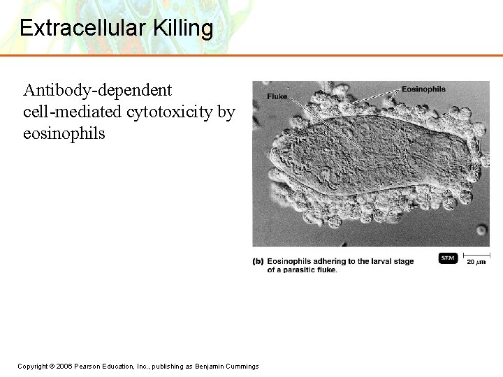 Extracellular Killing Antibody-dependent cell-mediated cytotoxicity by eosinophils Copyright © 2006 Pearson Education, Inc. ,