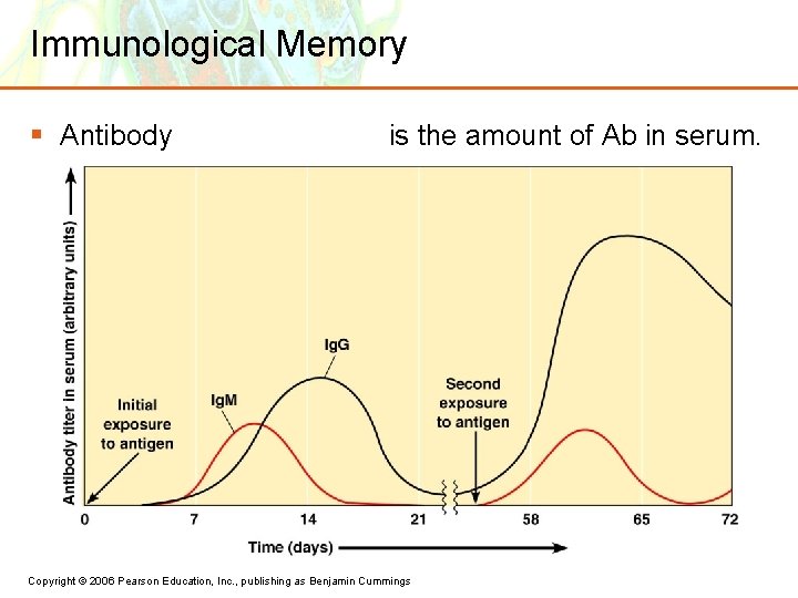 Immunological Memory § Antibody is the amount of Ab in serum. Copyright © 2006