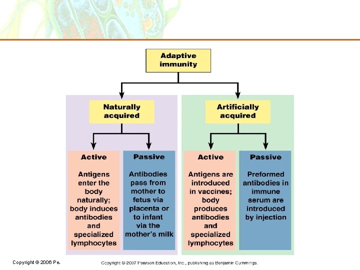 Copyright © 2006 Pearson Education, Inc. , publishing as Benjamin Cummings 