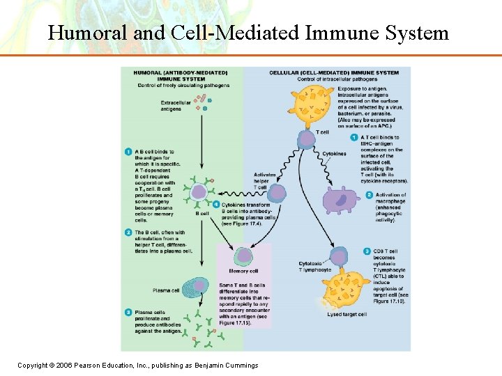 Humoral and Cell-Mediated Immune System Copyright © 2006 Pearson Education, Inc. , publishing as