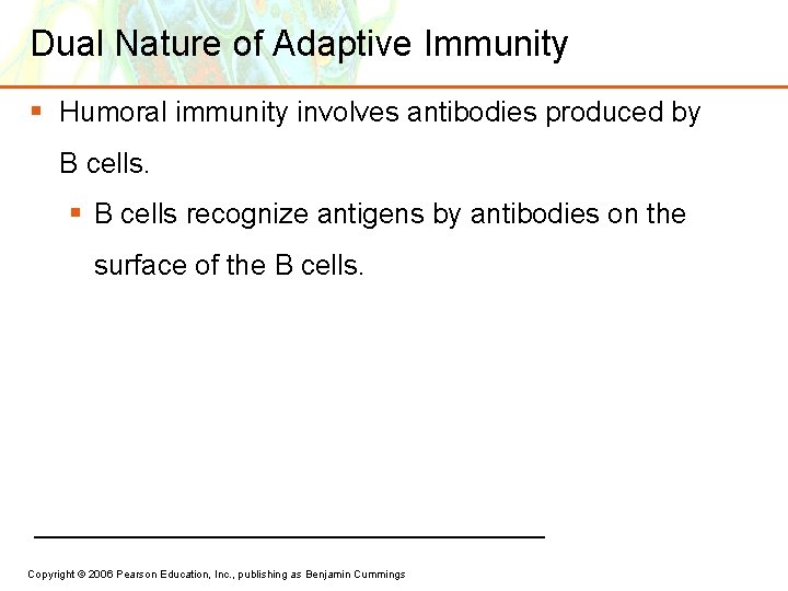 Dual Nature of Adaptive Immunity § Humoral immunity involves antibodies produced by B cells.