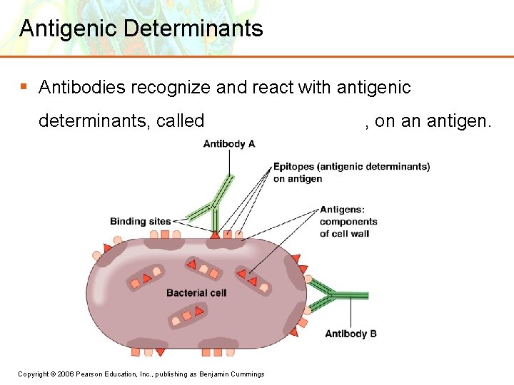 Antigenic Determinants § Antibodies recognize and react with antigenic determinants, called Copyright © 2006