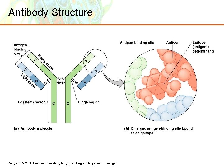 Antibody Structure Copyright © 2006 Pearson Education, Inc. , publishing as Benjamin Cummings 