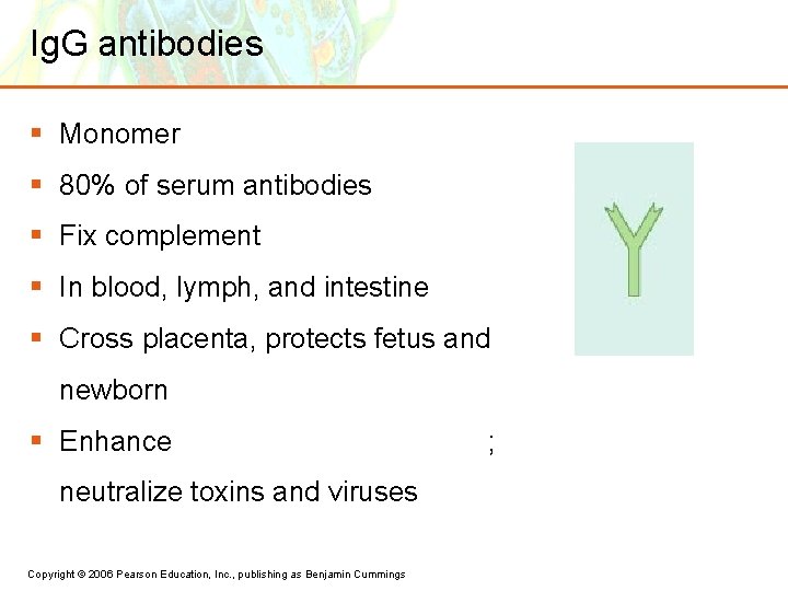 Ig. G antibodies § Monomer § 80% of serum antibodies § Fix complement §