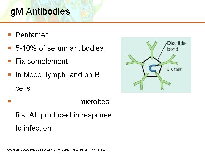 Ig. M Antibodies § Pentamer § 5 -10% of serum antibodies § Fix complement