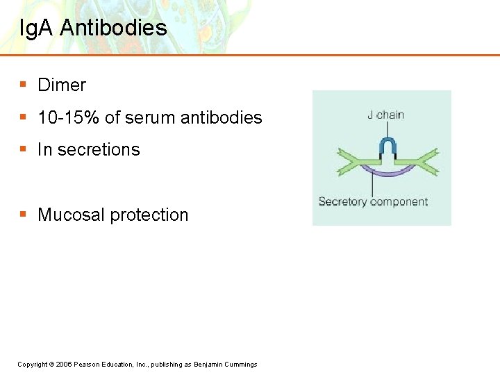 Ig. A Antibodies § Dimer § 10 -15% of serum antibodies § In secretions