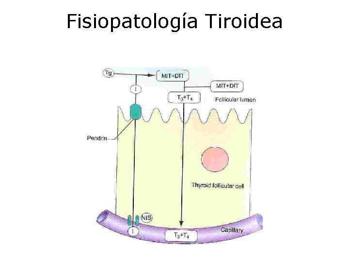 Fisiopatología Tiroidea 