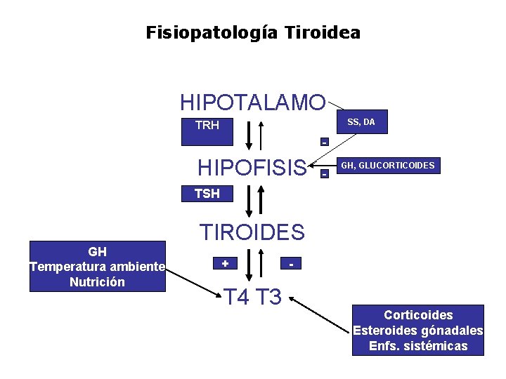 Fisiopatología Tiroidea HIPOTALAMO SS, DA TRH - HIPOFISIS - GH, GLUCORTICOIDES TSH TIROIDES GH