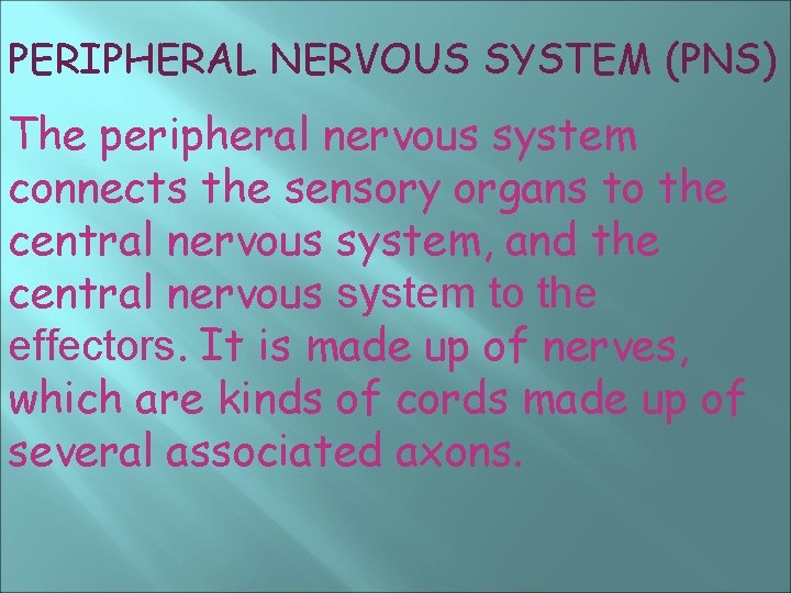 PERIPHERAL NERVOUS SYSTEM (PNS) The peripheral nervous system connects the sensory organs to the