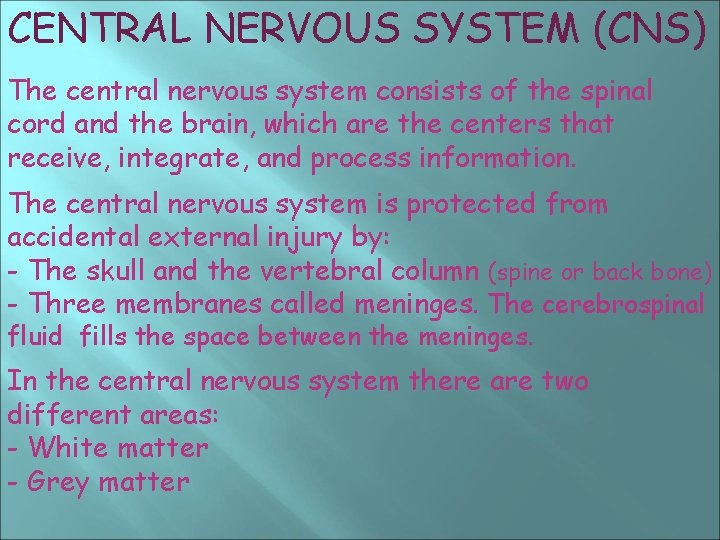 CENTRAL NERVOUS SYSTEM (CNS) The central nervous system consists of the spinal cord and