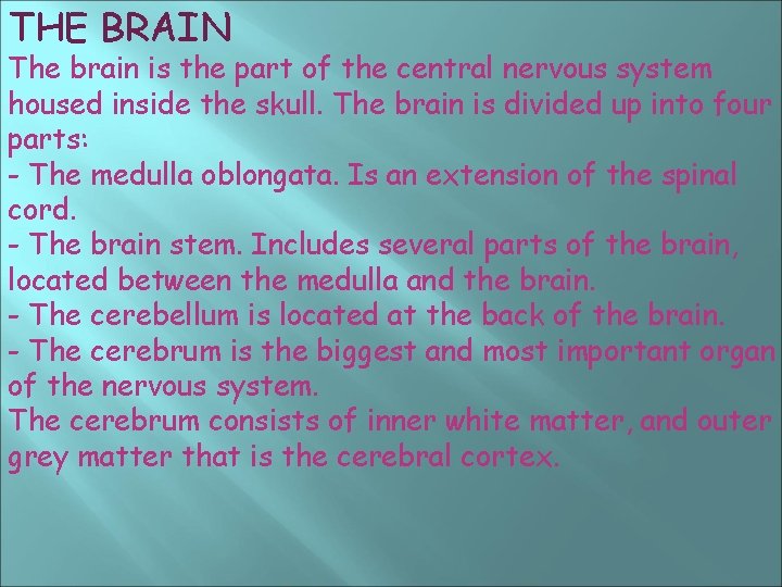 THE BRAIN The brain is the part of the central nervous system housed inside