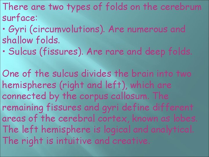 There are two types of folds on the cerebrum surface: • Gyri (circumvolutions). Are