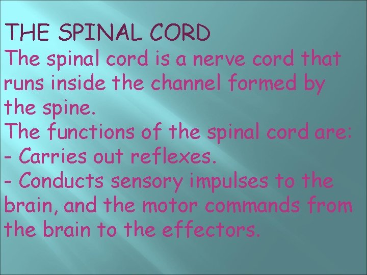 THE SPINAL CORD The spinal cord is a nerve cord that runs inside the