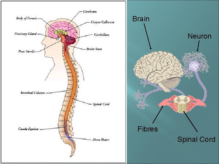 Brain Neuron Fibres Spinal Cord 