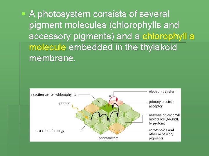 § A photosystem consists of several pigment molecules (chlorophylls and accessory pigments) and a
